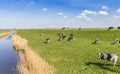 Cows on the dike at the IJsselmeer in Gaasterland Royalty Free Stock Photo