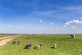 Cows on the dike at the IJsselmeer in Gaasterland
