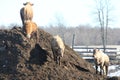 Cows on Dirt-Manure Mound