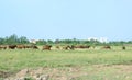 Cows on dirt road. Royalty Free Stock Photo