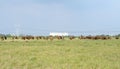 Cows on dirt road. Royalty Free Stock Photo