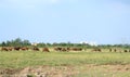 Cows on dirt road. Royalty Free Stock Photo