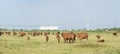 Cows on dirt road. Royalty Free Stock Photo