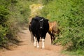 Cows on dirt road