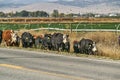 Cows Being Moved Beside a Road Royalty Free Stock Photo