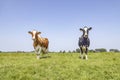 Cows diversity, black and red spotted on white, two grazing in a grass green pasture, blue sky, horizon over land Royalty Free Stock Photo