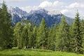 Cows of the Dolomites