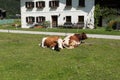 Cows are resting in Dolomites Scenario. Italy