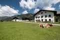 Cows are resting in Dolomites Scenario. Italy