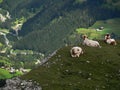 Cows in The Dolomites