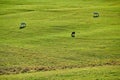 Cows and donkeys grazing at a pasture in Vermont Royalty Free Stock Photo