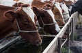 Cows drink water from the trough