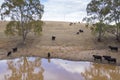 Cows drinking from an irrigation dam on a farm in regional Australia Royalty Free Stock Photo