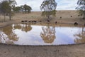 Cows drinking from an irrigation dam on a farm in regional Australia Royalty Free Stock Photo