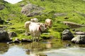 Cows drinking in a mountain lake Royalty Free Stock Photo
