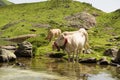 Cows drinking in a mountain lake Royalty Free Stock Photo