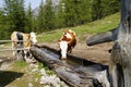 beautiful cows drinking out the water trough on sunny day in Austrian Alps (Schladming-Dachstein region in Austria) Royalty Free Stock Photo