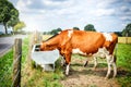 Cows drinking water Royalty Free Stock Photo