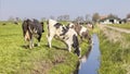 Cows drinking water, a creek in a field, a ditch, rural milker farming scÃÂ¨ne