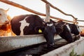 Cows drinking water on farm yard at sunset. Cattle walking outdoors in countryside