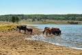 Cows are drinking water from the lake Royalty Free Stock Photo