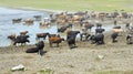 Cows drinking the water of a lake