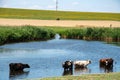 Cows drinking water in river. Rural scene of cattle farming industry Royalty Free Stock Photo