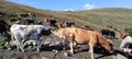 Cows drinking water in Vlahina mountain Royalty Free Stock Photo