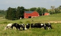 Cows and duck on a farm Royalty Free Stock Photo