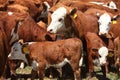 Hereford cattle being rounded up for branding. Royalty Free Stock Photo