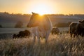 cows at dusk grazing in a field on a farm in summer Royalty Free Stock Photo