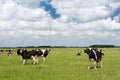 Cows in Dutch flat landscape Royalty Free Stock Photo