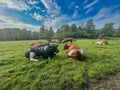 cows in dutch green field and vibrant sky Royalty Free Stock Photo