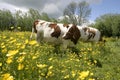 Cows in dutch landscape 2 Royalty Free Stock Photo