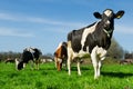 Cows in Dutch landscape