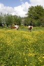 Cows in dutch landscape 3 Royalty Free Stock Photo