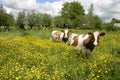 Cows in dutch landscape 5 Royalty Free Stock Photo