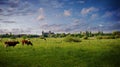 Cows, dutch landscape Royalty Free Stock Photo