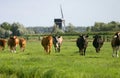 Cows in dutch landscape wm1 Royalty Free Stock Photo