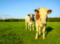 Cows in early morning light