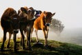 Cows in the early morning sun Royalty Free Stock Photo