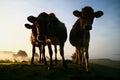 Cows in the early morning sun Royalty Free Stock Photo
