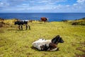 Cows on easter island cliffs Royalty Free Stock Photo