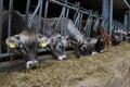 Cows eat feed Royalty Free Stock Photo