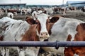 Cows eat feed Royalty Free Stock Photo