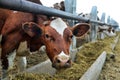 Cows eat feed Royalty Free Stock Photo