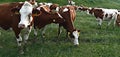 Cows eat in the field, green grass and brown and white cows Royalty Free Stock Photo