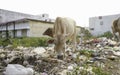 Cows in search of food in dump area. Cow eating plastic bag from garbage dump, Cows eating