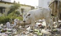 Cows eatS garbage dump. Cow eating waste pile. Cow eating trash plastic bag from garbage dump