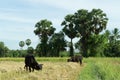 Cows eat grass Royalty Free Stock Photo